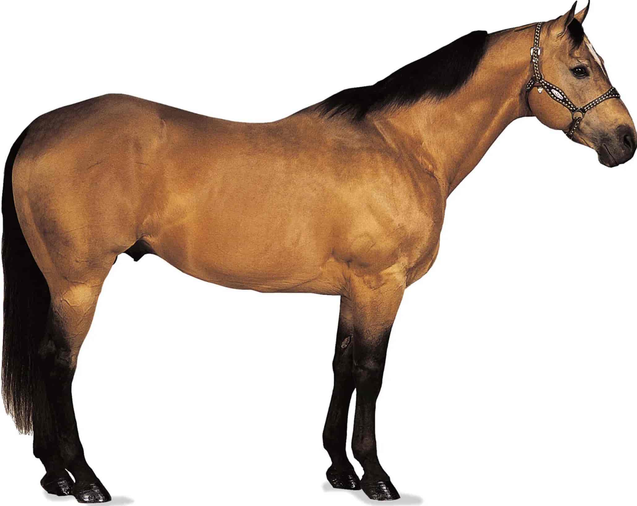 A horse